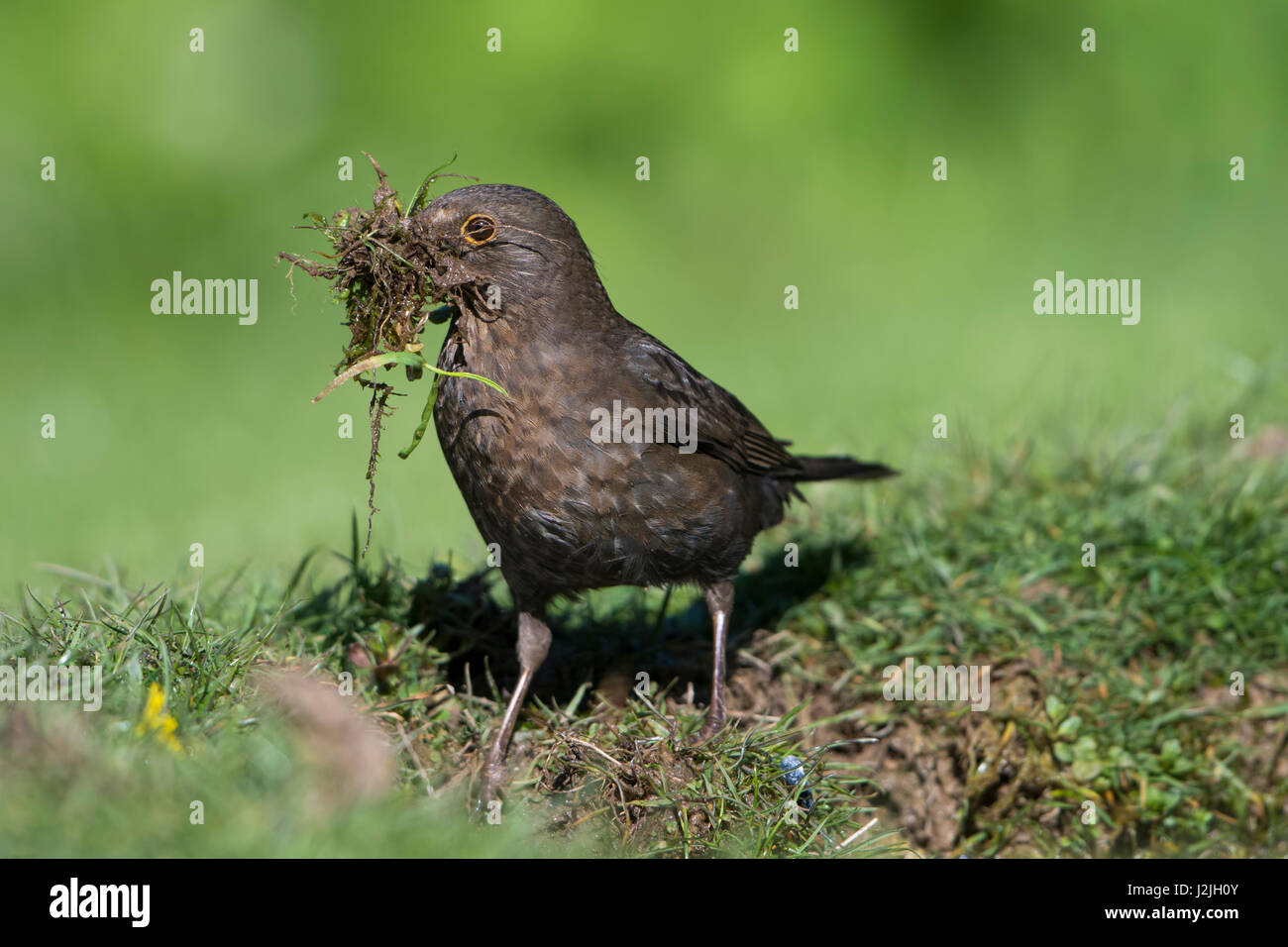 Una femmina di Merlo (Turdus merula) la raccolta di materiale di annidamento intorno a un laghetto in giardino edge, Hastings, East Sussex, Regno Unito Foto Stock