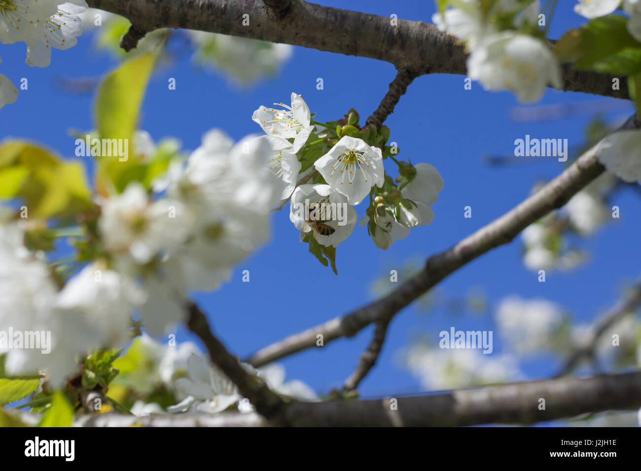 Ape del miele sui fiori di ciliegio immagini e fotografie stock ad alta ...