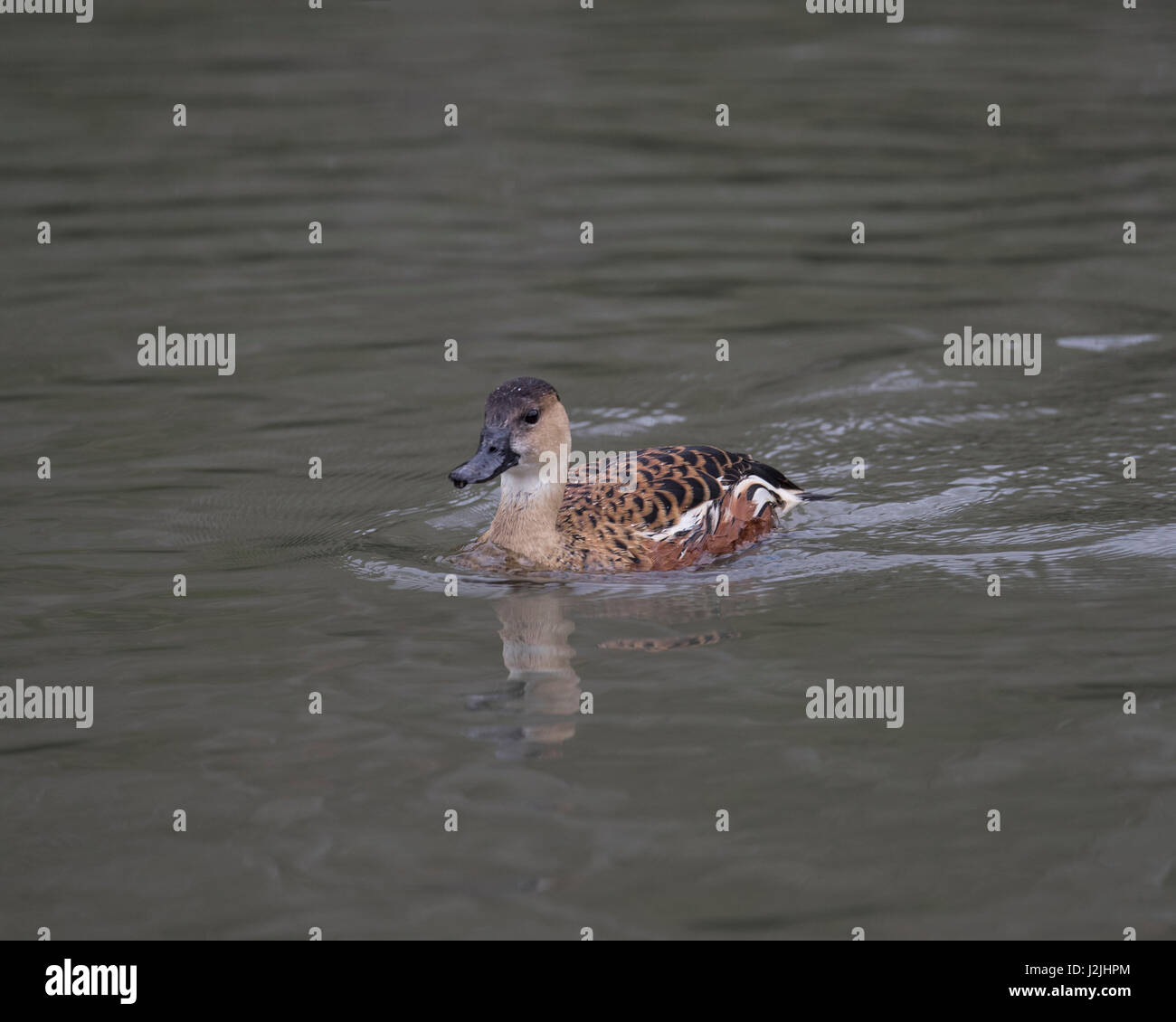 Femmine di anatra canapiglia nuoto Foto Stock