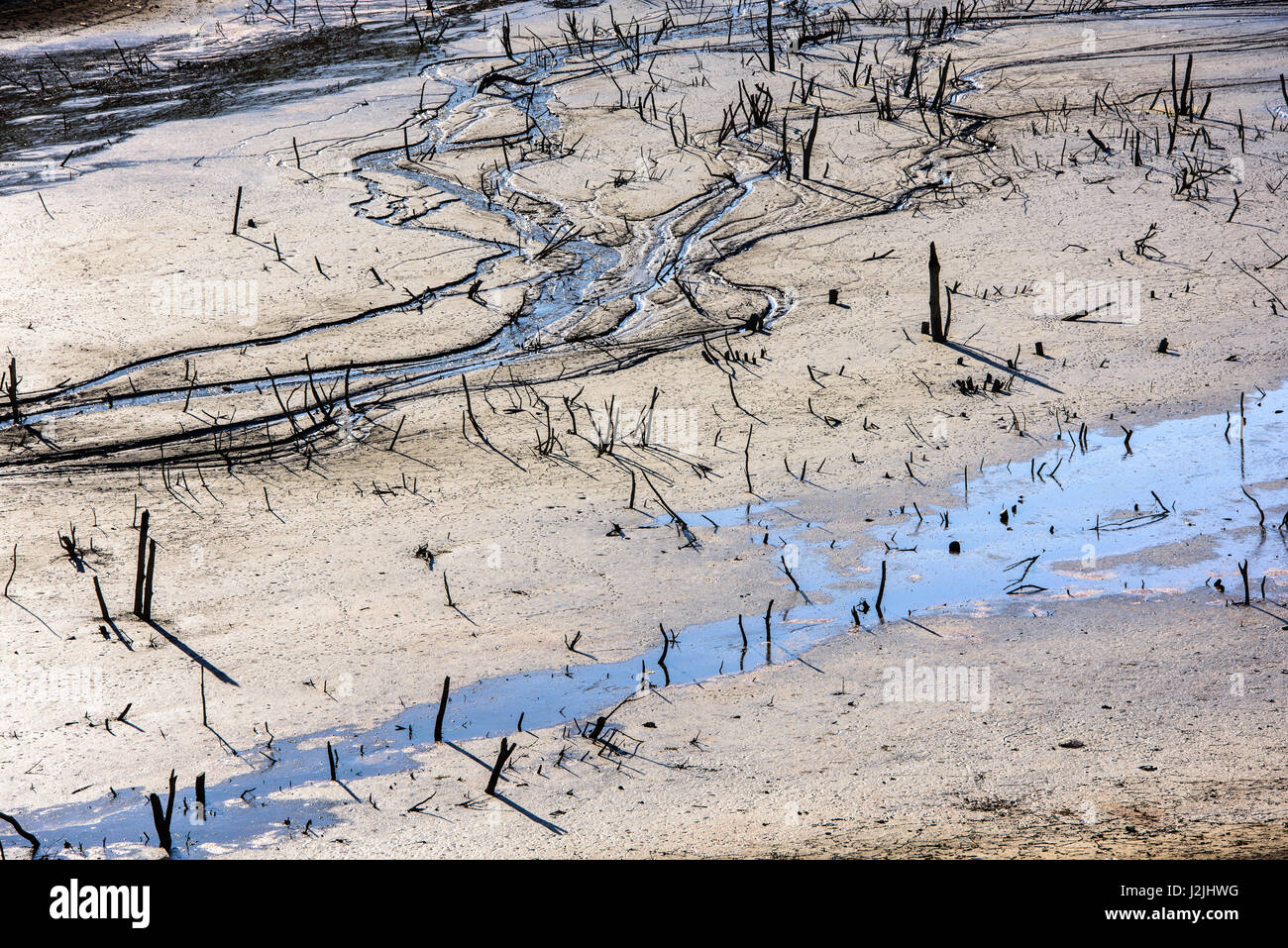 Estuario del fiume piccolo, fango e sedimenti. Rami di alberi al di sopra della superficie di una vasta inondati di fiume o di lago in Romania. Foto Stock