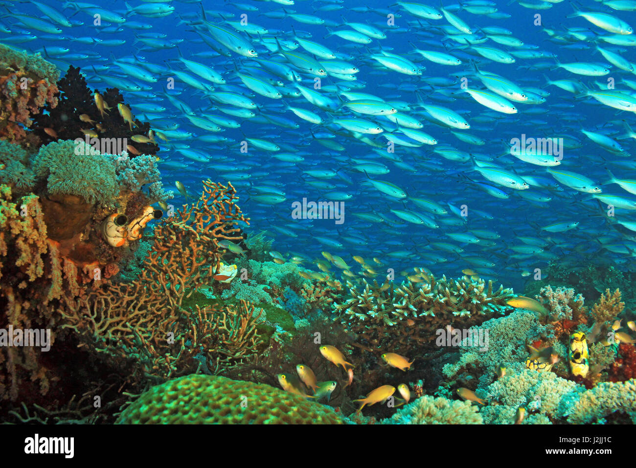 La scolarizzazione Fusiliers oltre una colorata barriera corallina. Gam, Raja Ampat, Indonesia Foto Stock