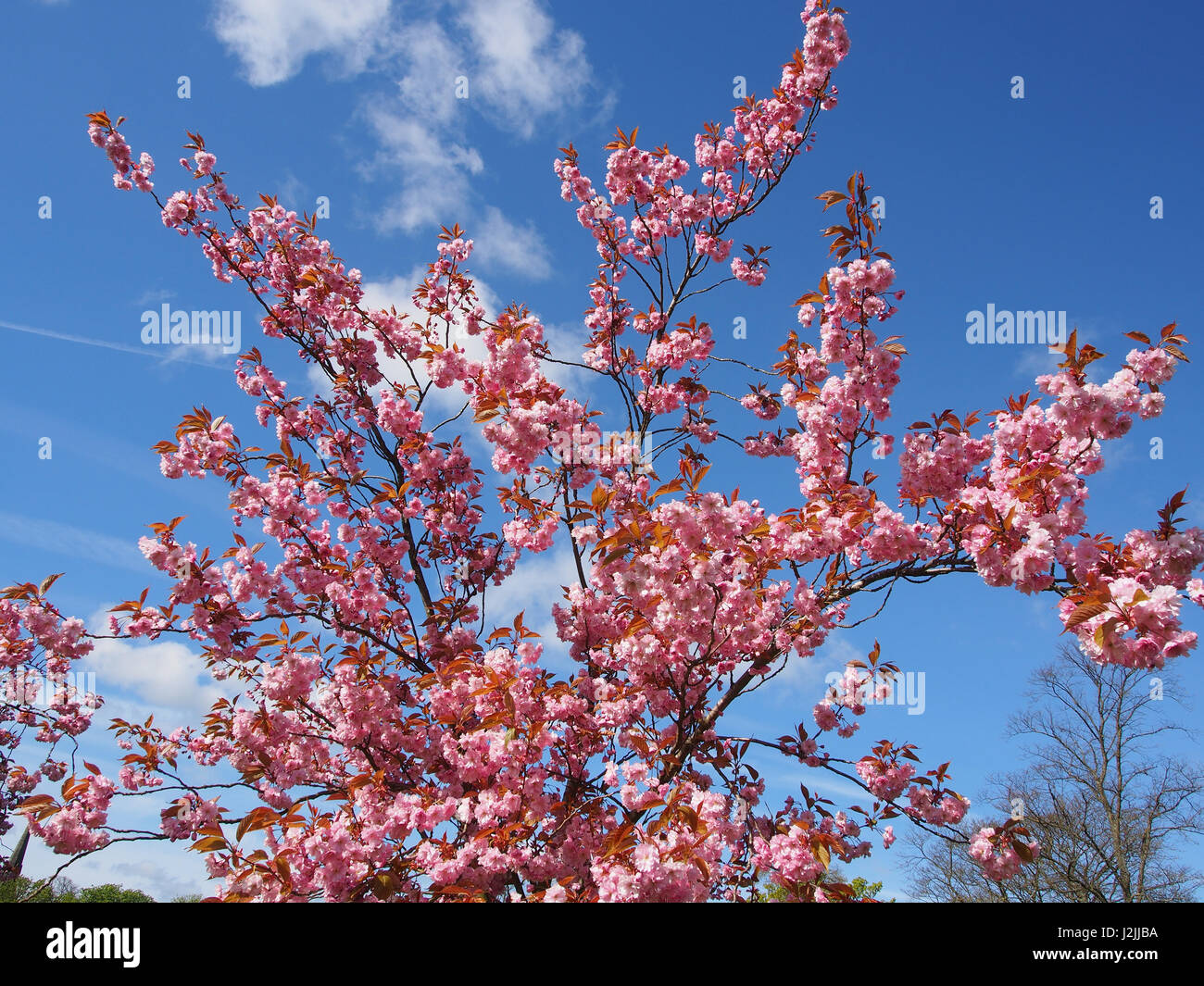 Fiore di Ciliegio sul Prunus alberi contro il cielo blu, in primavera la dispersione in Harrogate, North Yorkshire, Inghilterra, su una soleggiata giornata di primavera in aprile. Foto Stock