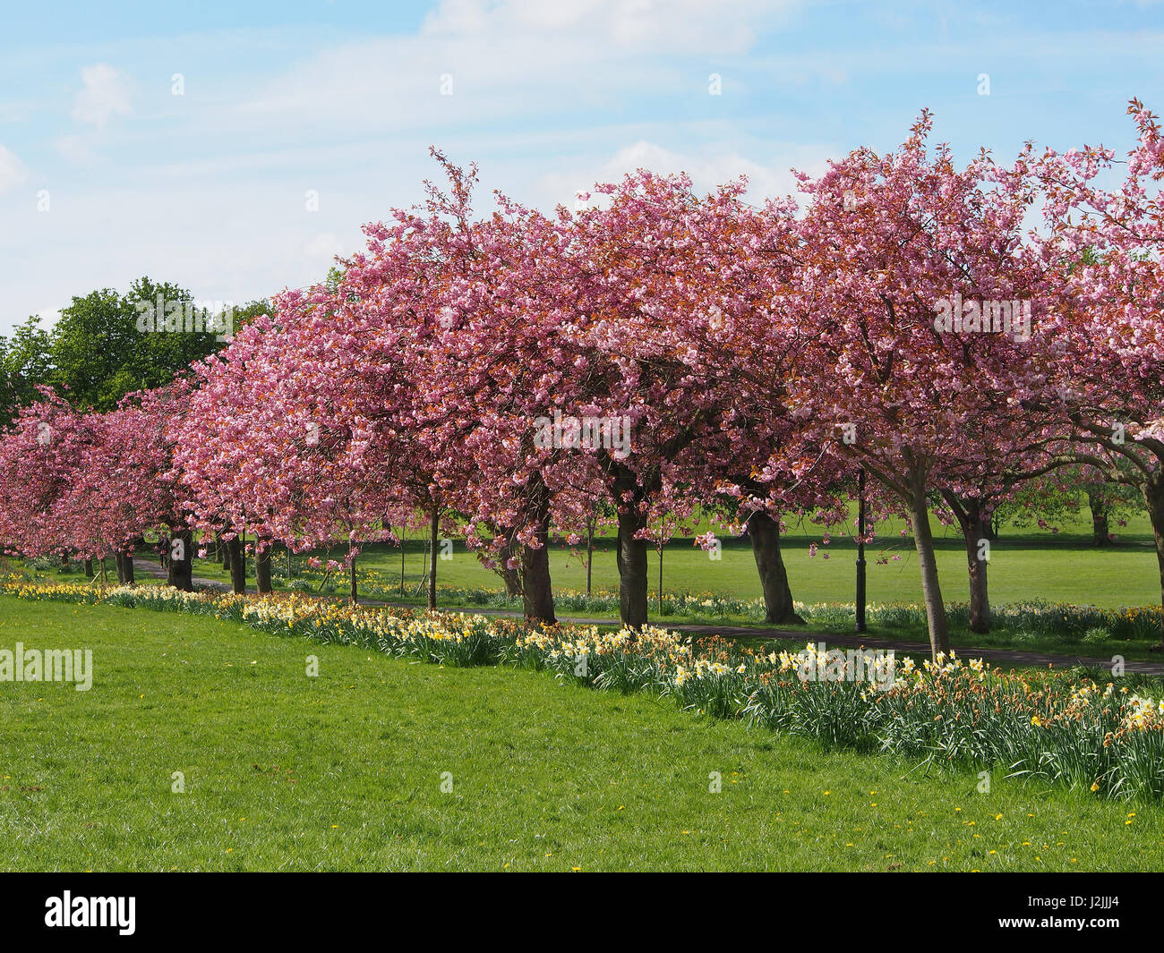 Fiore di Ciliegio sul Prunus alberi con narcisi sotto in primavera su vaganti in Harrogate, North Yorkshire, Inghilterra, sulla soleggiata cielo blu giorno di aprile. Foto Stock