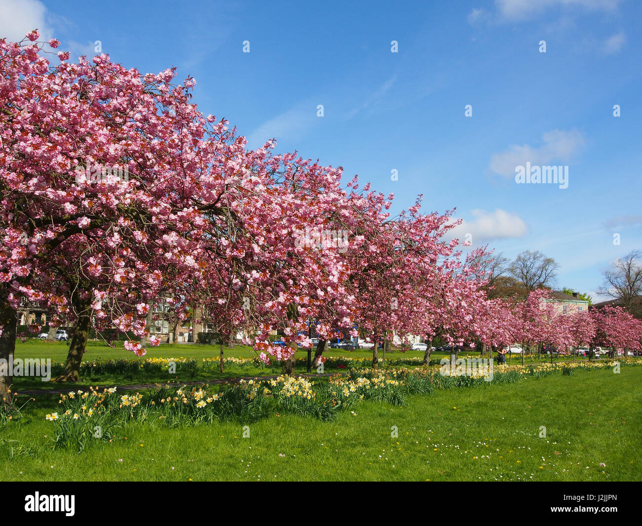 Fiore di Ciliegio sul Prunus alberi con narcisi sotto il parassita in Harrogate, North Yorkshire, Inghilterra, su un soleggiato cielo blu giornata di primavera in aprile, Foto Stock