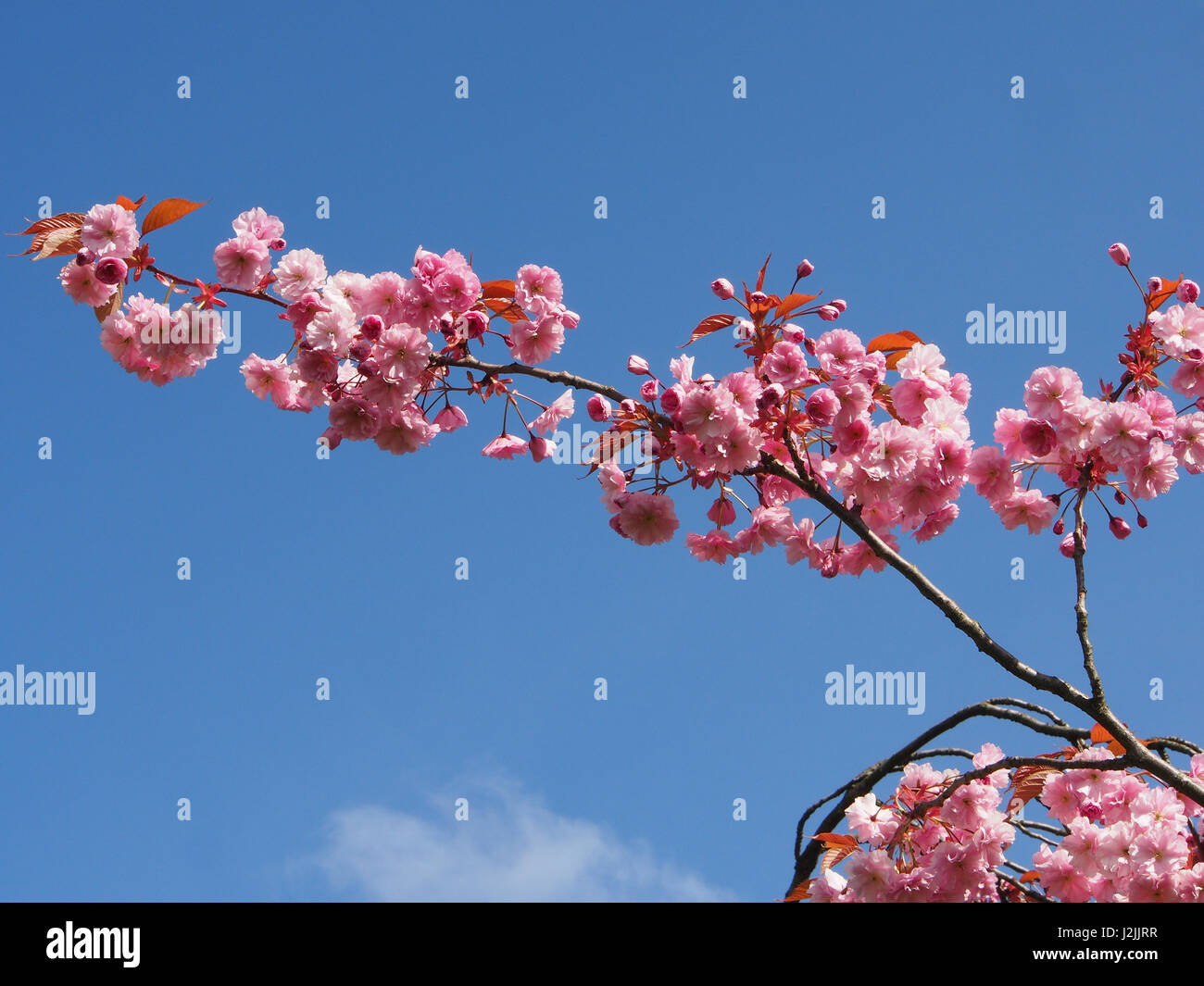 Close up di un ramo di herry blossom sul Prunus alberi in primavera sulla Stray in Harrogate North Yorkshire, Inghilterra, su una soleggiata giornata di primavera in aprile. Foto Stock
