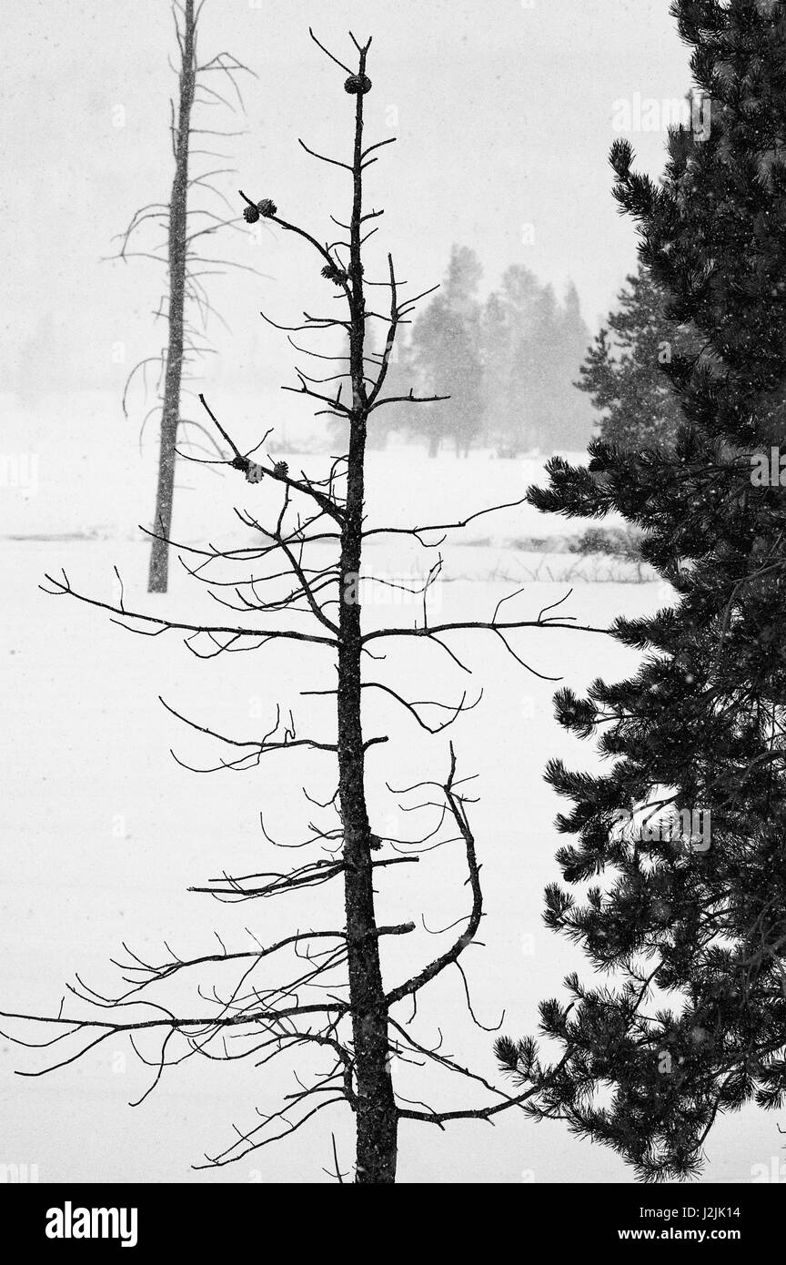 Stati Uniti d'America, Wyoming. Immagine in bianco e nero degli alberi di pino albero in tempesta di neve, il Parco Nazionale di Yellowstone Foto Stock