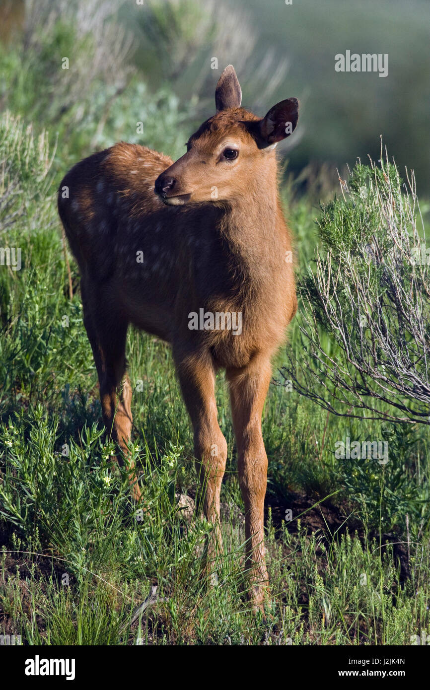 Rocky Mountain Elk vitello Foto Stock