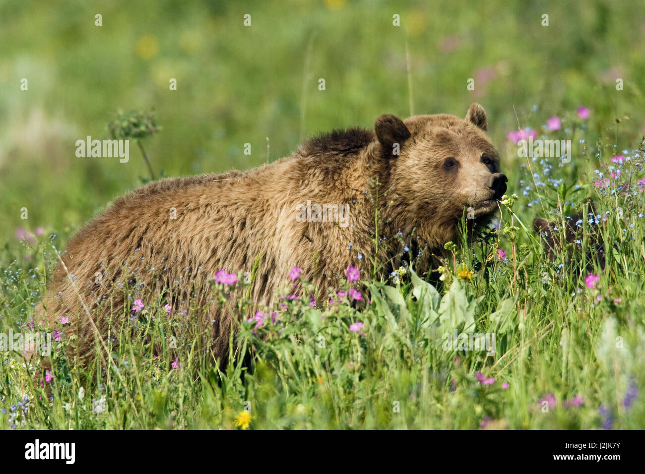 Orso grizzly, alpine foraggio Foto Stock