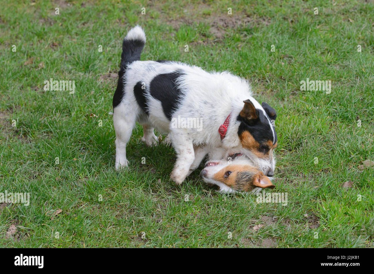 Due Jack Russel terrier cani giocare combattimenti, Ruthin, Denbighshire, il Galles del Nord. Foto Stock