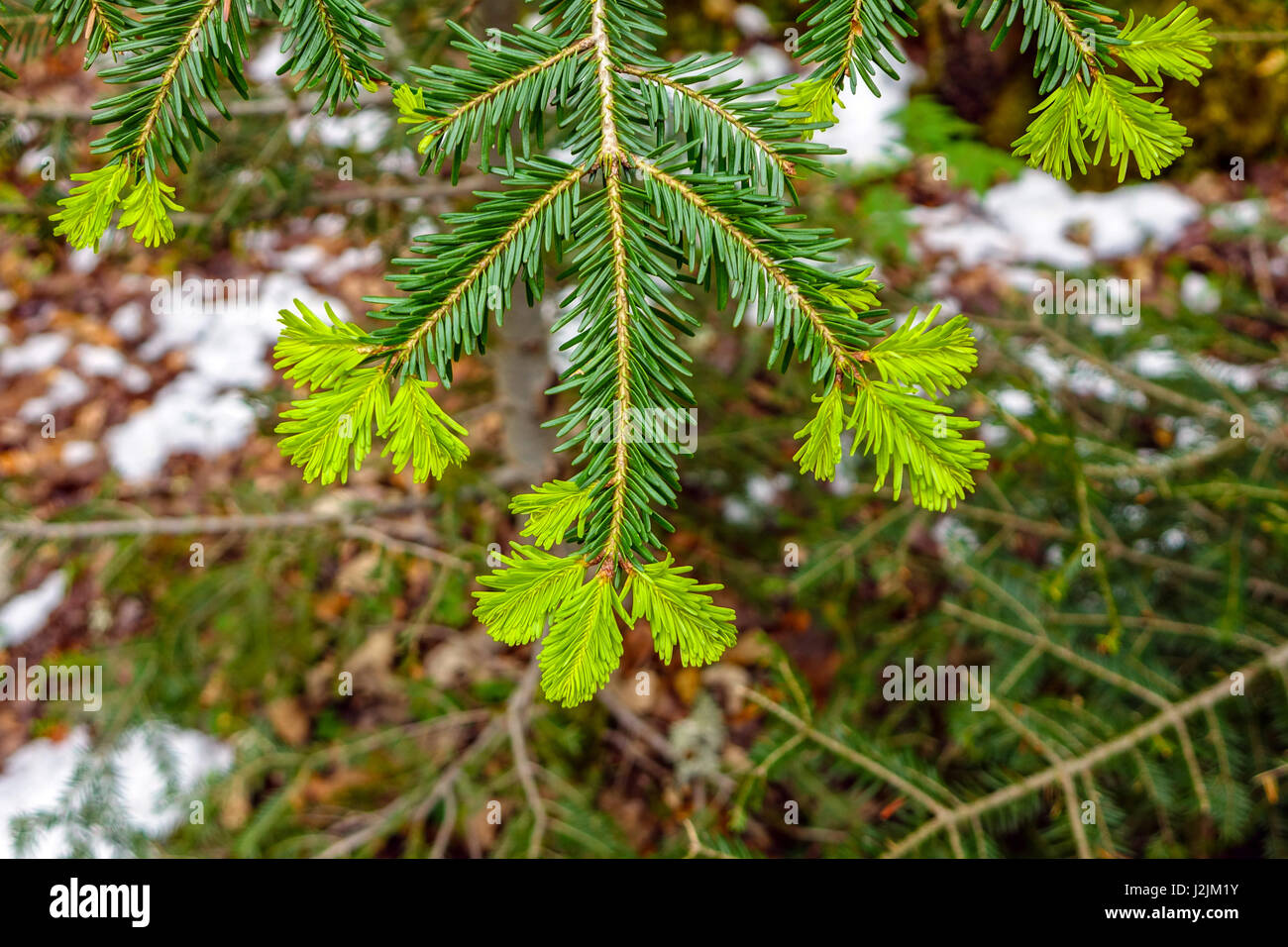 Fresca la crescita verde sulle punte di pino lascia con la neve dietro Foto Stock