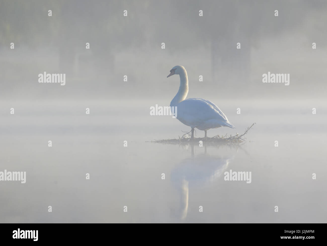 Unico Cigno (Cygnus olor) sul sereno e tranquillo e pacifico nebbia densa nebbia foggy stagno in mattina presto Foto Stock