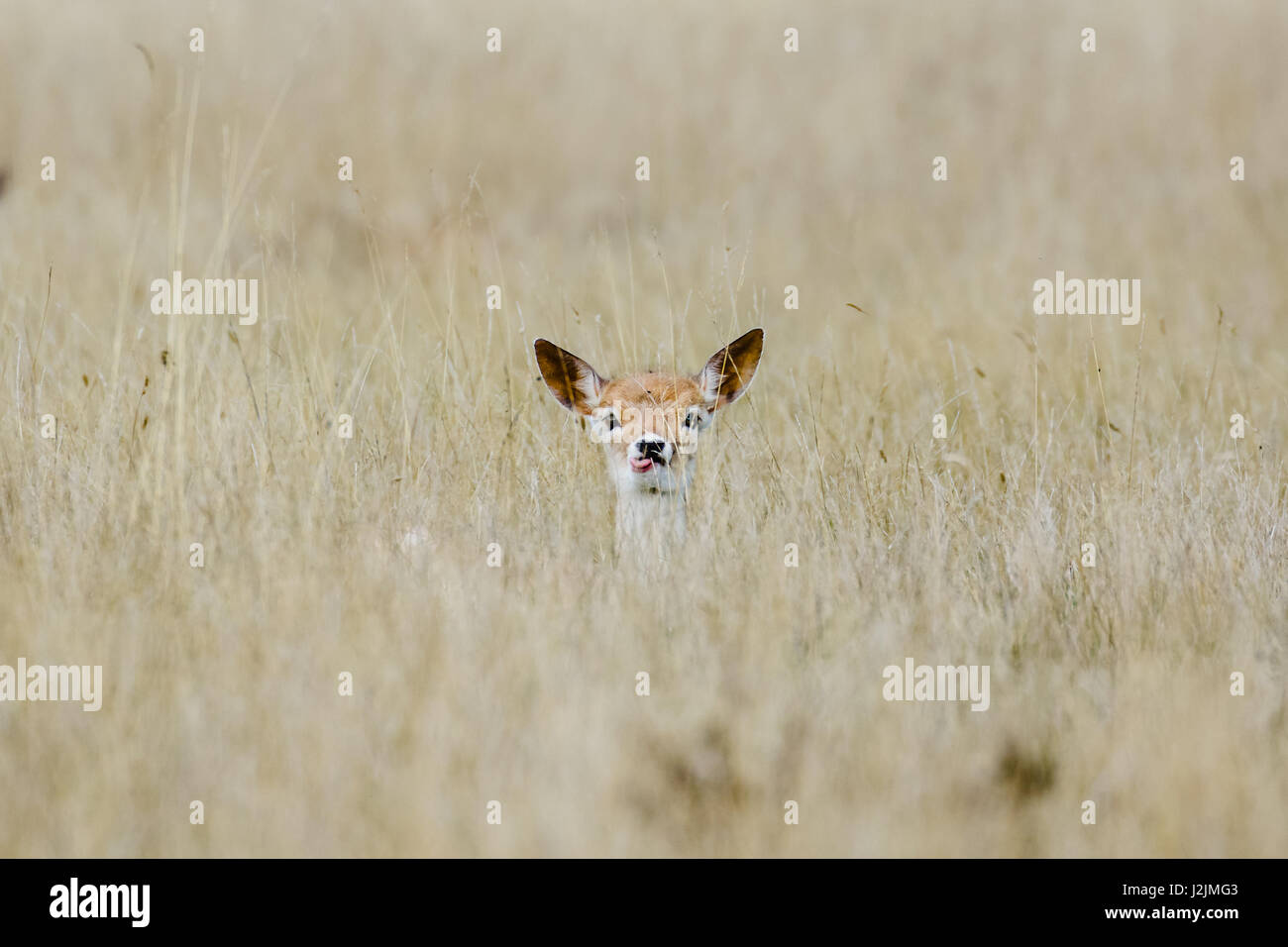 Alert daini fawn (Dama Dama) che stabilisce a lungo in erba lunga, orecchie punga Foto Stock