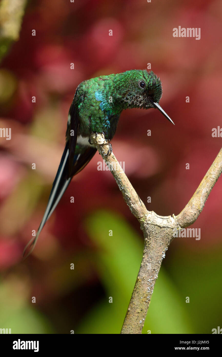Un verde Thorntail Hummingbird in Costa Rica la foresta di pioggia Foto Stock