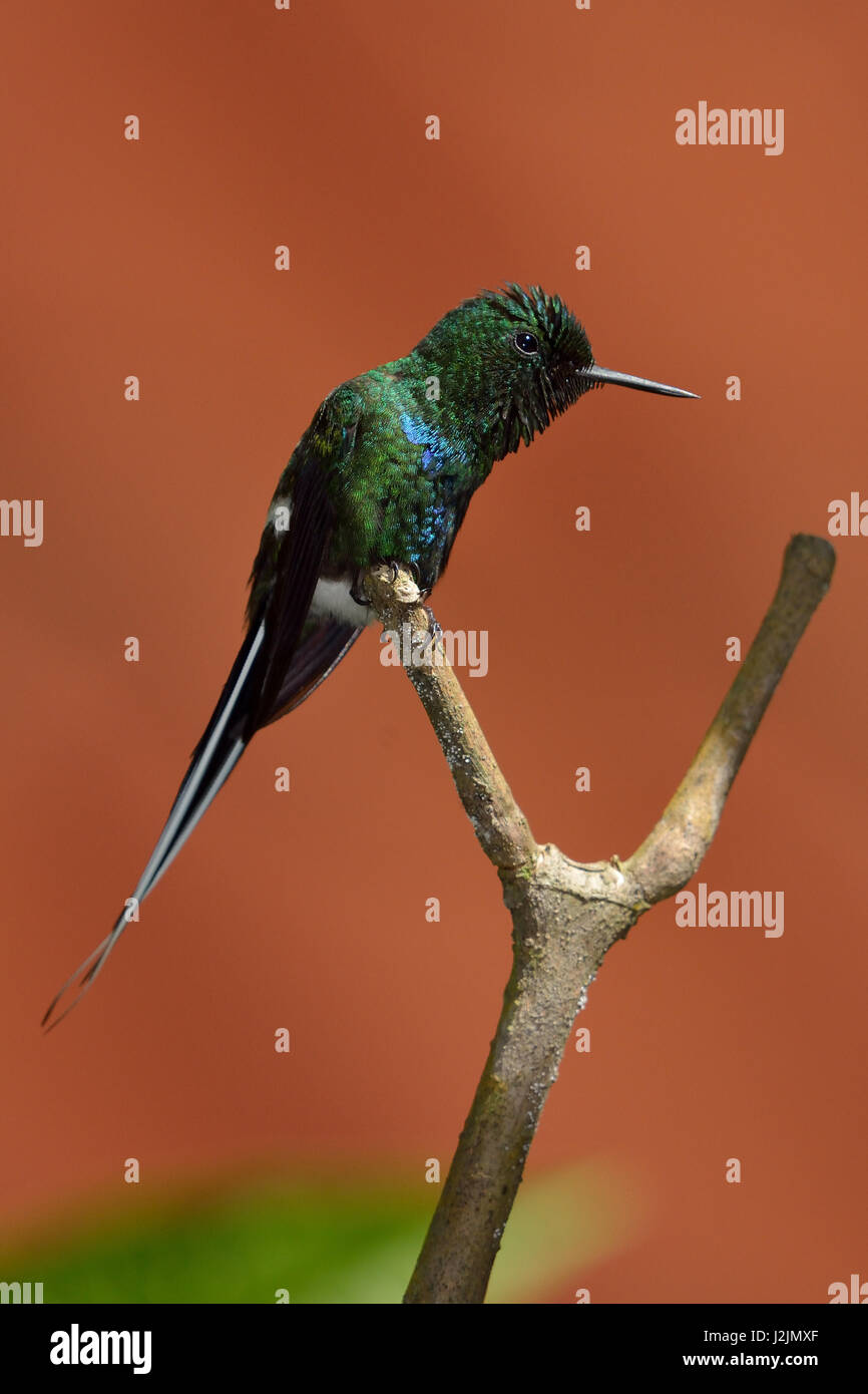 Un verde Thorntail Hummingbird in Costa Rica la foresta di pioggia Foto Stock