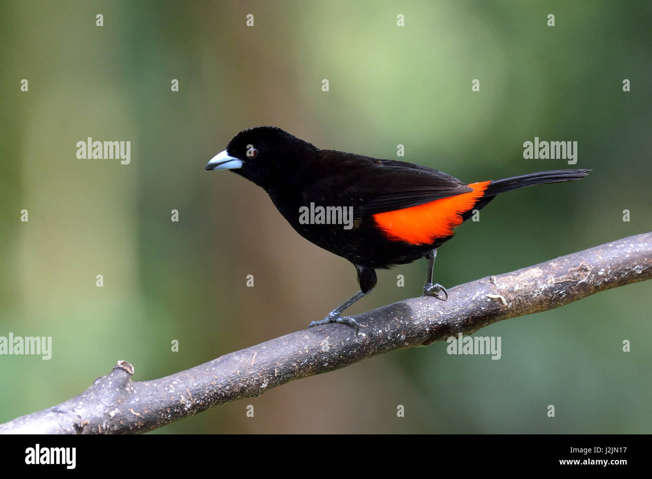 Un maschio Passerini's Tanager, Ramphocelus passerinii, appollaiato sul ramo Foto Stock