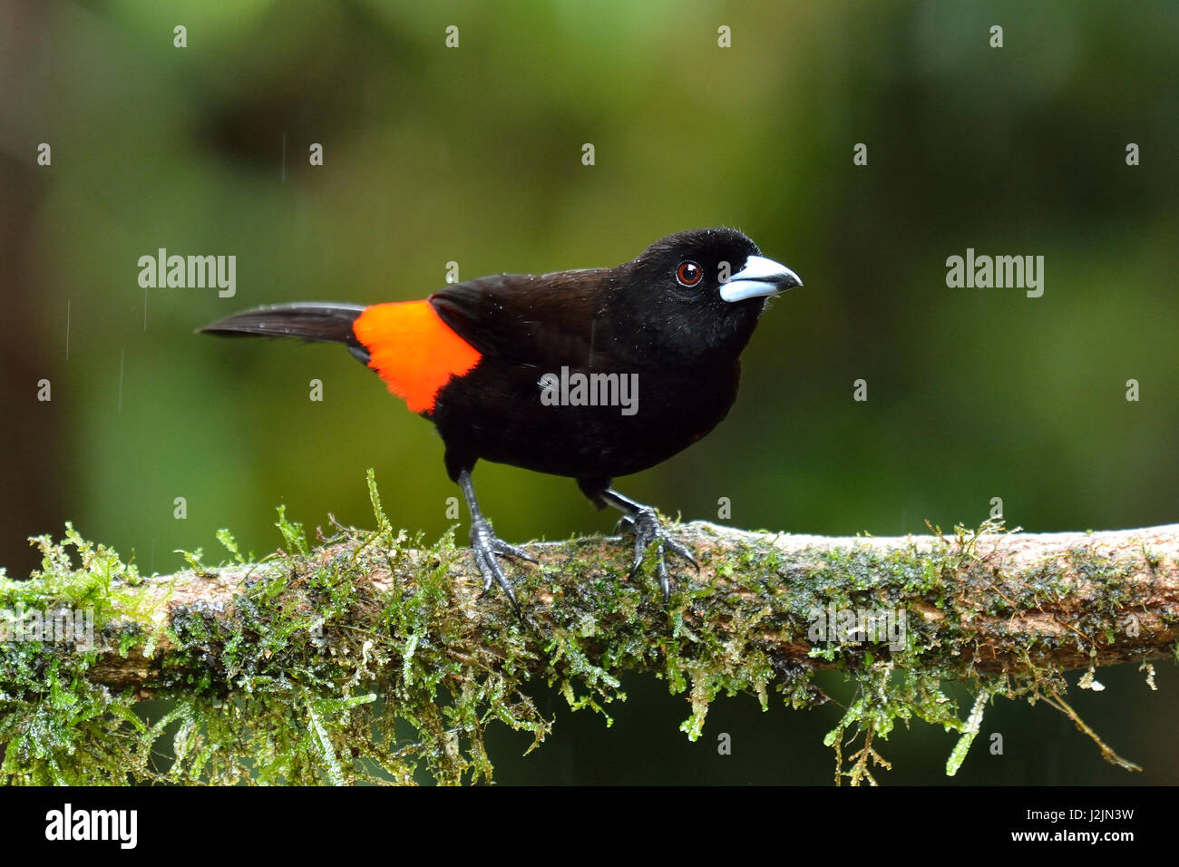 Un maschio Passerini's Tanager, Ramphocelus passerinii, appollaiato sul ramo Foto Stock