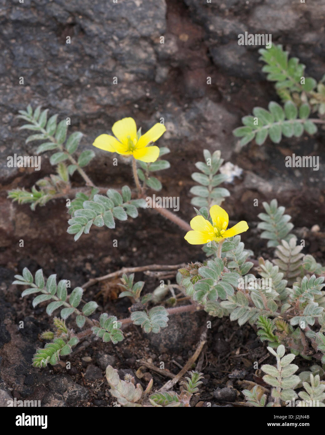 Foratura di vite (Tribulus cistoides) su South Plaza island nelle Galapagos Foto Stock