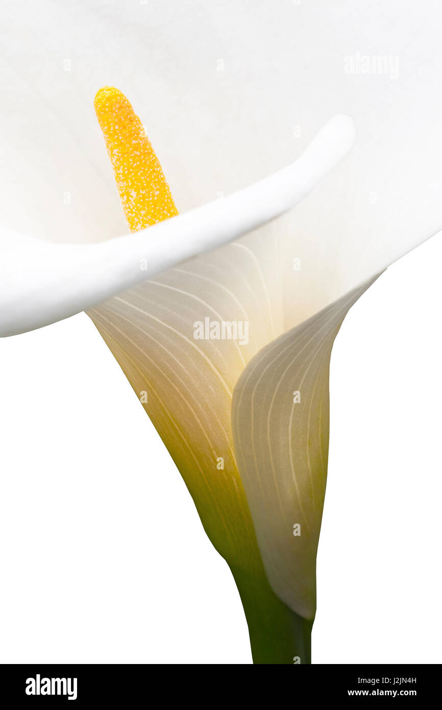 Fiore di giglio di Calla primo piano su uno sfondo bianco Foto Stock