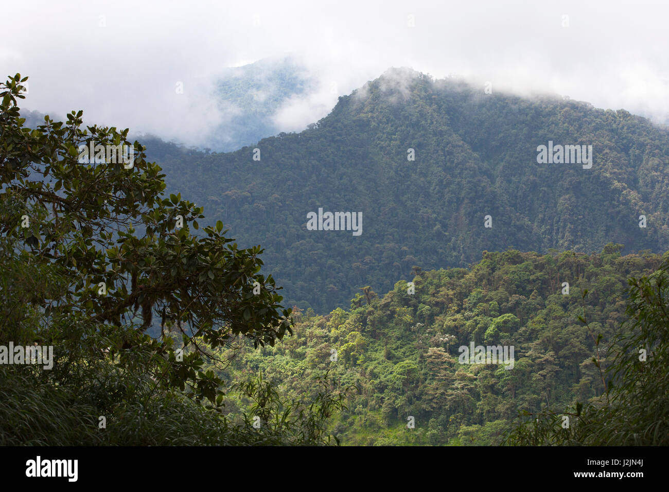 Nebbia sulla riserva di foresta nuvolosa nella valle di Tandayapa, montagne andine, provincia di Pichincha, Ecuador Foto Stock