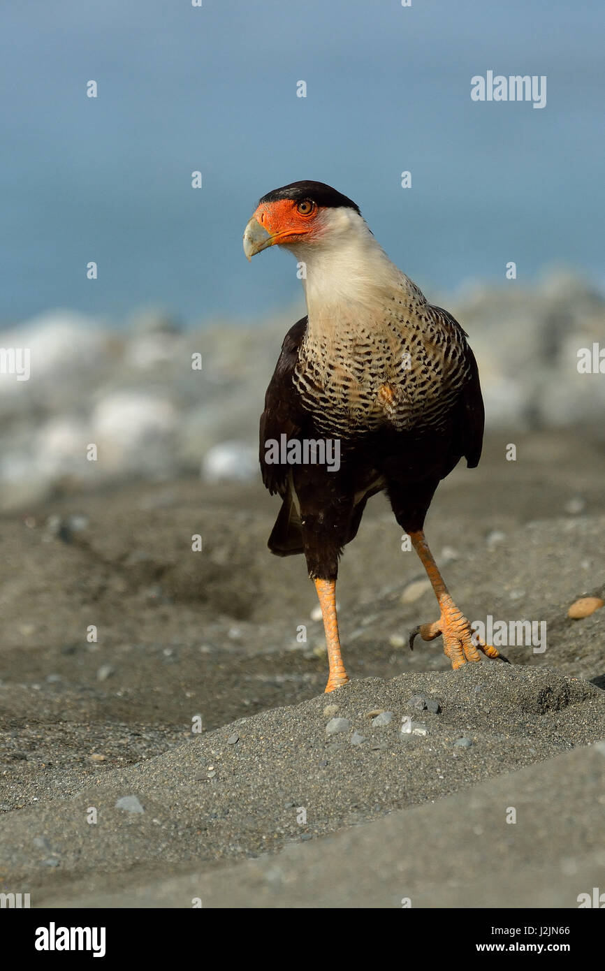 Un caracara crestato sulla spiaggia di Corcovado National Park in Costa Rica Foto Stock