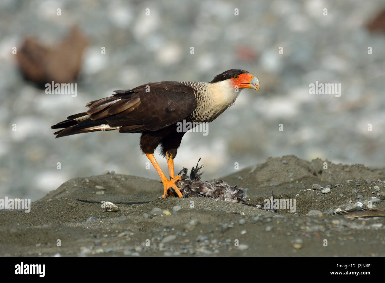 Un caracara crestato sulla spiaggia di Corcovado National Park in Costa Rica Foto Stock