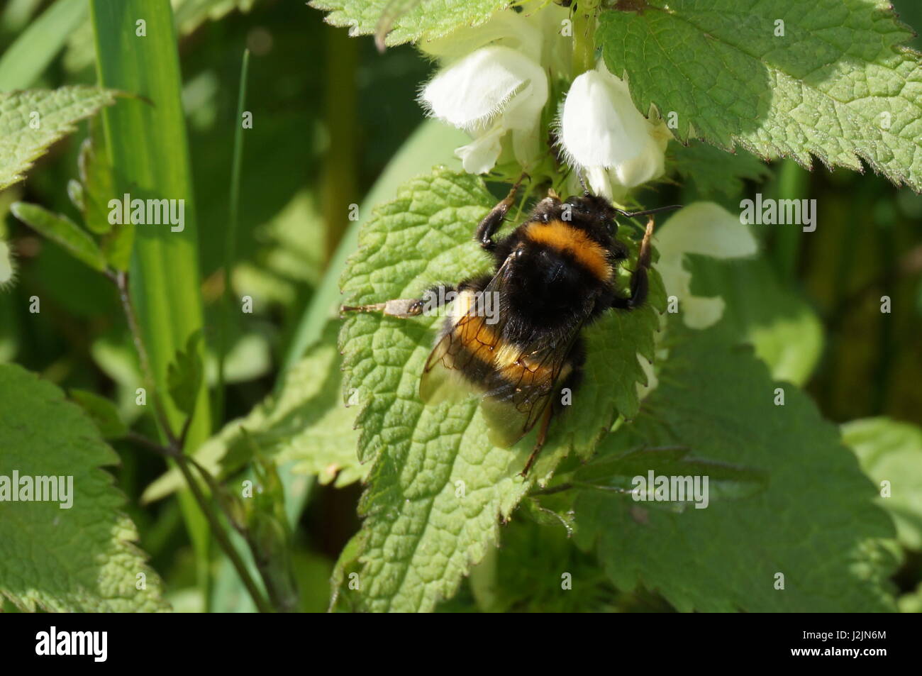 Macro di Bumblebee su ortica Foto Stock
