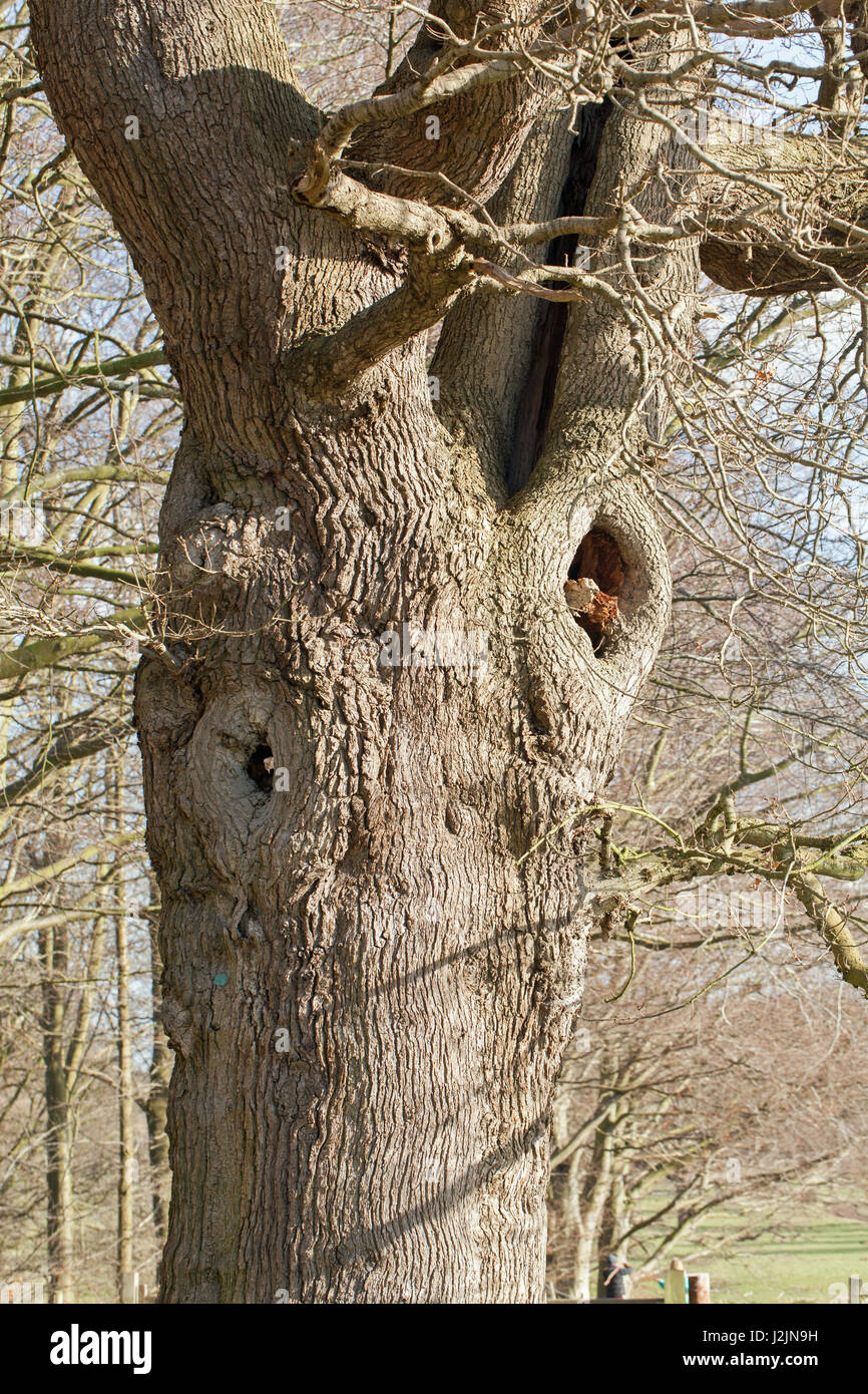 Farnia (Quercus robur). Anziani, albero senile con tronco scavato, lasciato a riposo in un parco inglese. Norfolk. Molto apprezzato da un ampia varietà Foto Stock