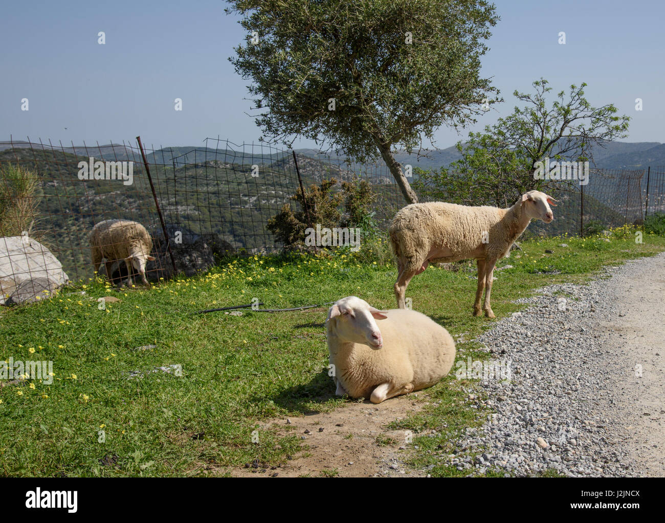 Pecore da latte in Dikti Montagne in Lasithi regione di Creta vicino Kastamonitsa. Foto Stock