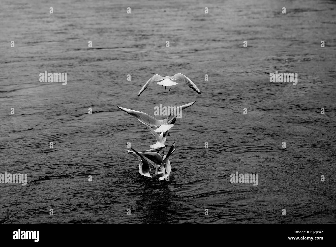 Uccelli in volo dei gabbiani alla fotografia di close-up bianco nero Foto Stock