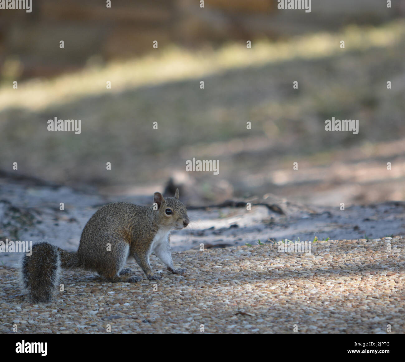 Un grigio orientale scoiattolo (Sciurus carolinensis) a Philippe Park, il porto di sicurezza, Florida Foto Stock