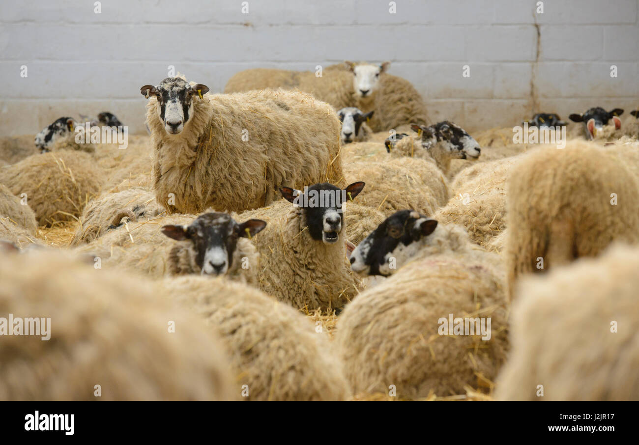 Pecore in un capannone figliando, Derbyshire. Foto Stock