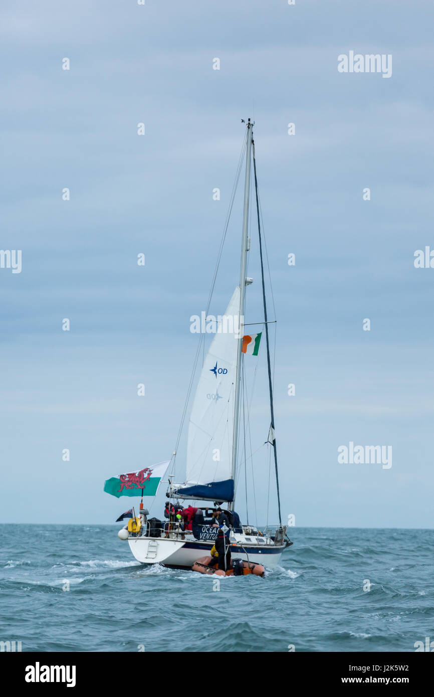 Mare irlandese, UK. 29 aprile 2017 Aberystwyth mens rowing team competere nel 2017 Celtic sfida tutta sul mare irlandese, che ha cominciato ad Arklow in Irlanda con la linea del traguardo a Aberystwyth Harbour entrata nel Galles. Le squadre remato circa 96 miglia attraverso la notte nel mare d' Irlanda. Nella foto un equipaggio di effettuare un swop su come ciascun team è composto da dodici vogatori, alternandosi in gruppi di quattro per fila, mentre una nervatura di supporto (barca) li trasferisce a e da un accompagnamento yacht. © Ian Jones/Alamy Live News Foto Stock