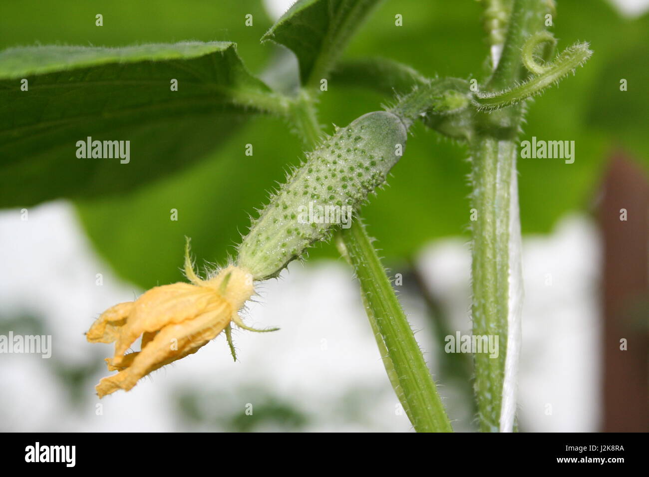 Tiny ovaia di cetriolo e fiore giallo nel giardino vegetale Foto Stock