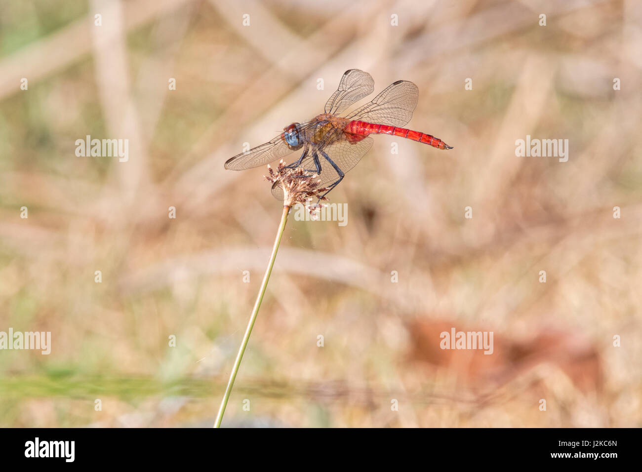 Libellula rossa Foto Stock