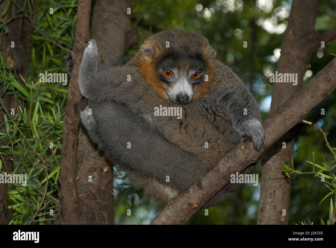 Mongoose Lemur in una struttura ad albero lo zoo di Calgary Foto Stock