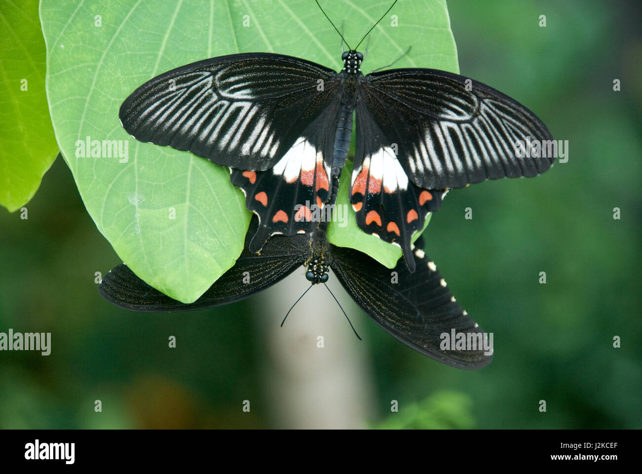 Due farfalle su una foglia Foto Stock