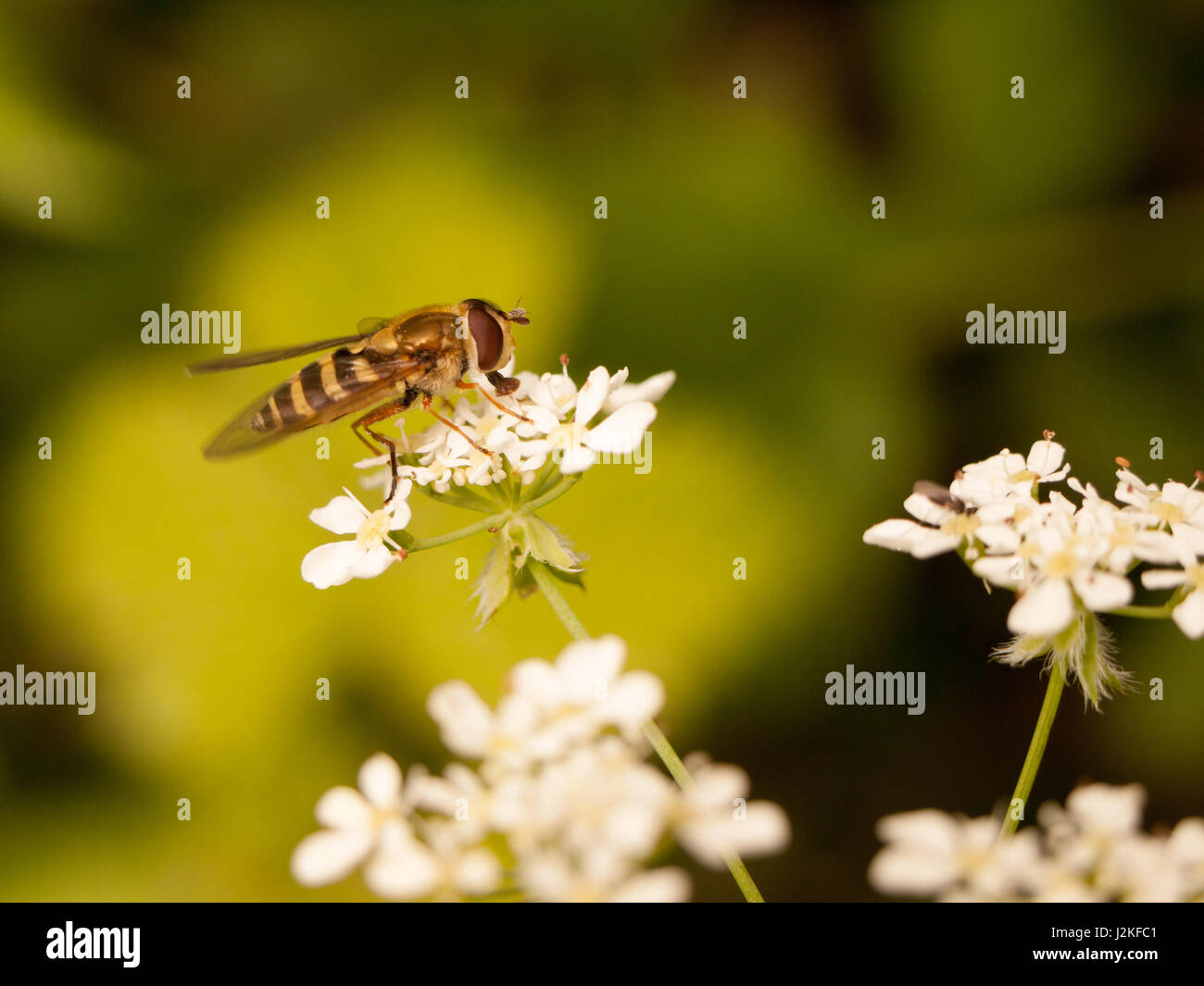 Una striscia bug visto dal lato vicino del corpo gli occhi e le ali di mangiare il polline di alcuni cow prezzemolo fuori in primavera la luce nitida e chiara stripey un Foto Stock