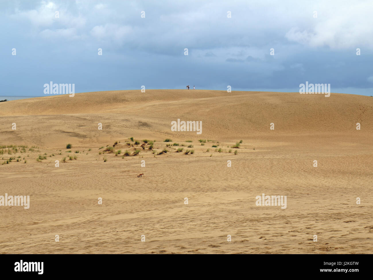 Red Fox (Vulpes vulpes vulpes) e persone non identificabili con le nuvole drammatico sulle grandi dune di sabbia sulla parte superiore della cresta di fantini parco dello stato in Nag testa su Foto Stock