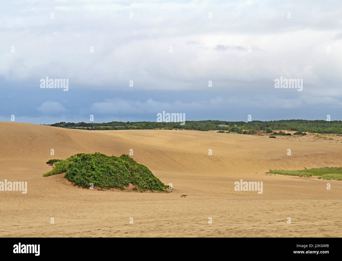Piccolo rosso volpe (Vulpes vulpes) corre alla base delle grandi dune di sabbia in Fantini Crinale del Parco statale in Nag testa sul Outer Banks del North Carolina Foto Stock