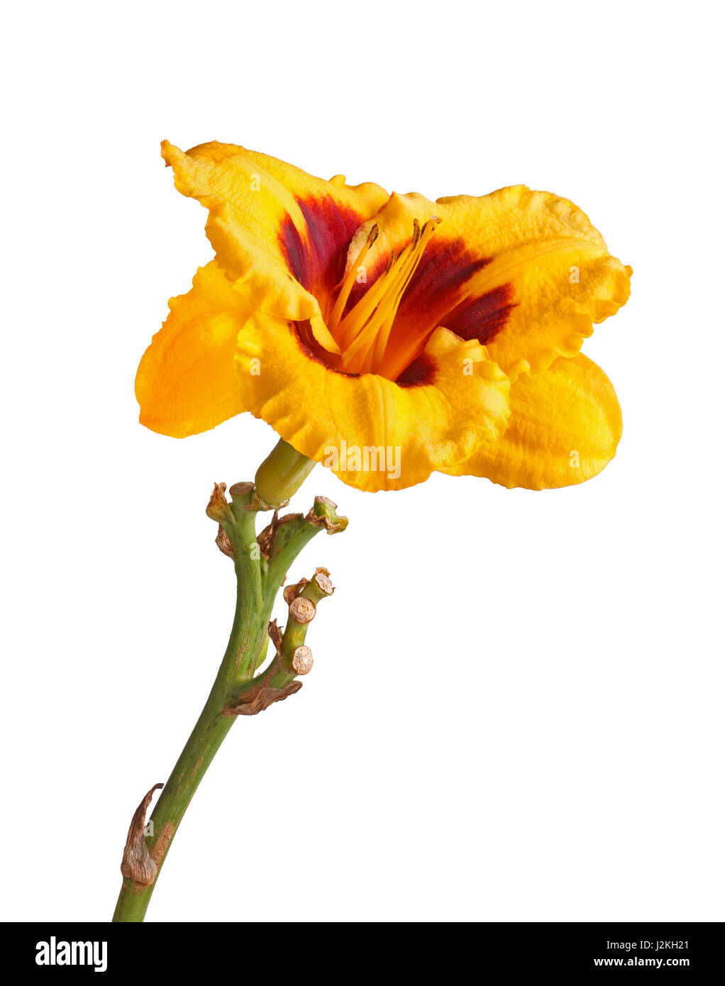 Unico stelo con un rosso e giallo fiore di un daylily (Hemerocallis ibride) isolati contro uno sfondo bianco Foto Stock