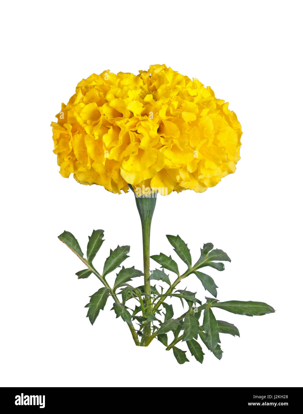 Unico stelo con un pieno fiore giallo di calendula (Tagetes specie) isolati contro uno sfondo bianco Foto Stock