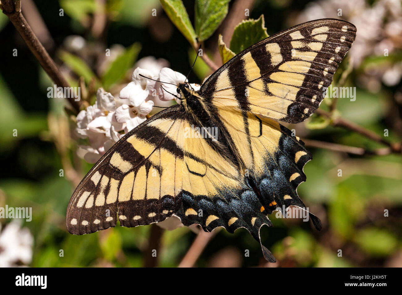 Orientale a coda di rondine di Tiger (Papilio glaucus) - Brevard, North Carolina, STATI UNITI D'AMERICA Foto Stock