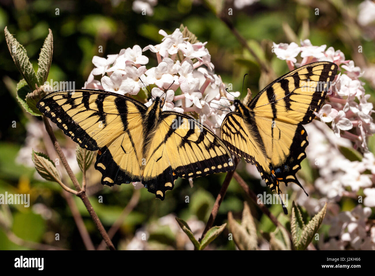 Orientale a coda di rondine di Tiger (Papilio glaucus) - Brevard, North Carolina, STATI UNITI D'AMERICA Foto Stock