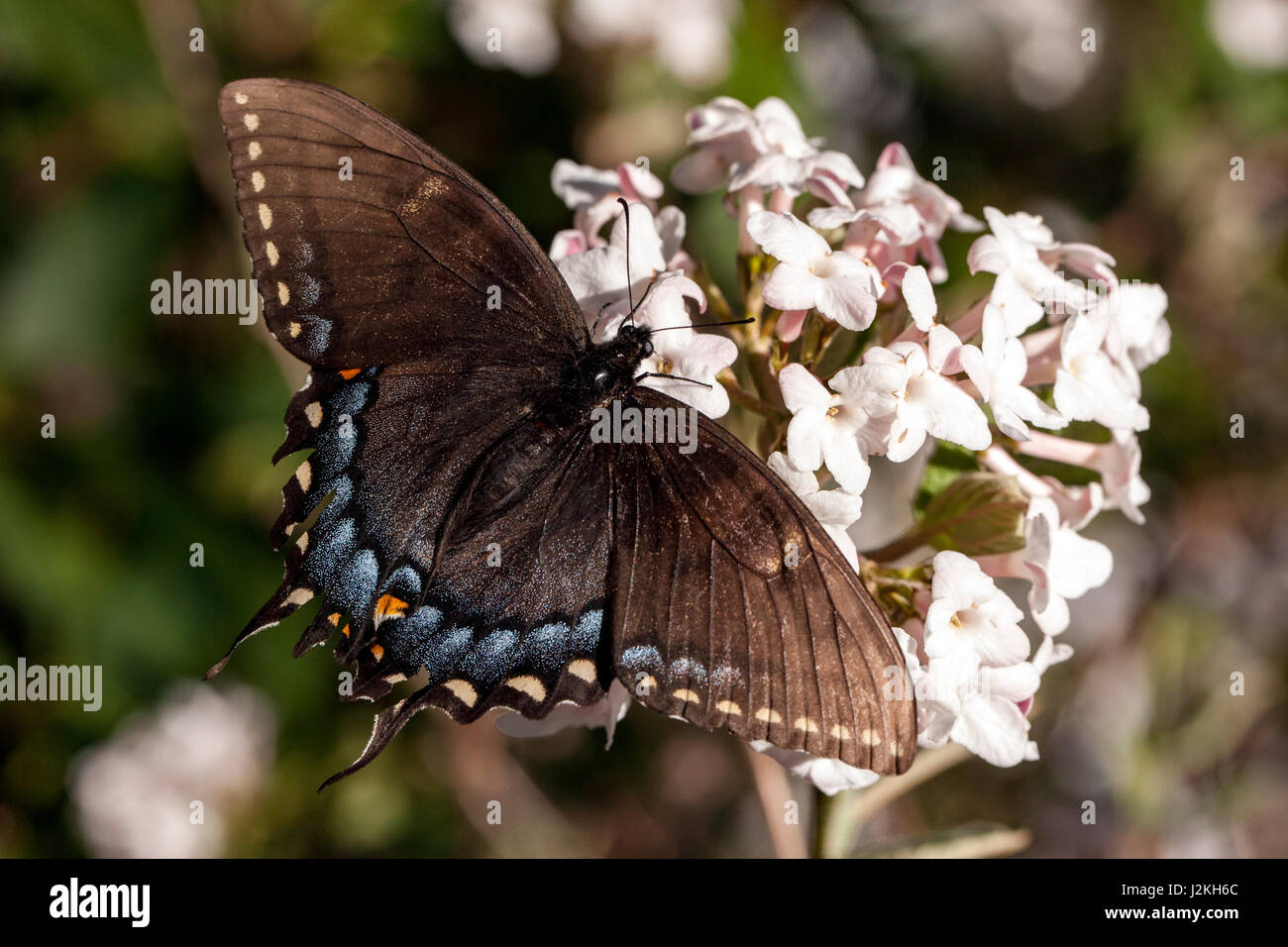 Orientale a coda di rondine di Tiger (Papilio glaucus) Dark Morph - Brevard, North Carolina, STATI UNITI D'AMERICA Foto Stock