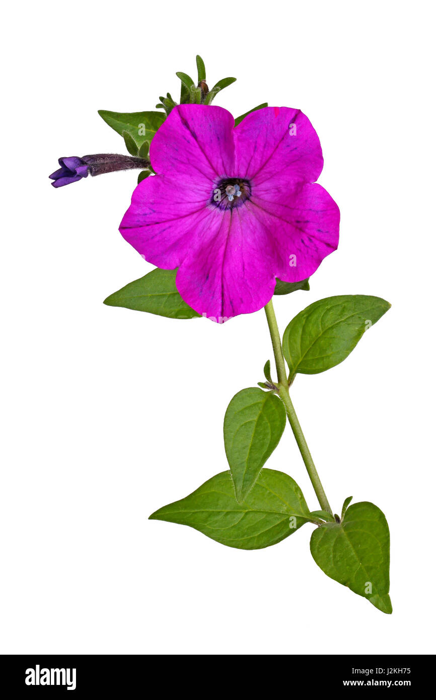 Unico stelo con un luminoso-magenta fiori e bocciolo di sviluppo di nelle petunie (Petunia hybrida) isolati contro uno sfondo bianco Foto Stock