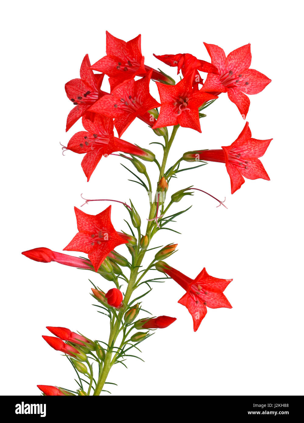 Unico stelo con colore rosso dei fiori di Ipomopsis aggregata cultivar Hummingbird, chiamato anche scarlet tromba, scarlet gilia o salire alle stelle, isolato ag Foto Stock
