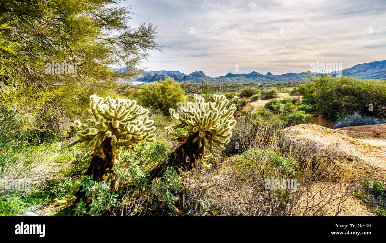 Un viaggio panoramico in giorno di viaggio nel deserto paesaggio di Tonto National Forest in Arizona, dove il verde delle foglie con il cactus Saguaro e canna abbondano cactus Foto Stock