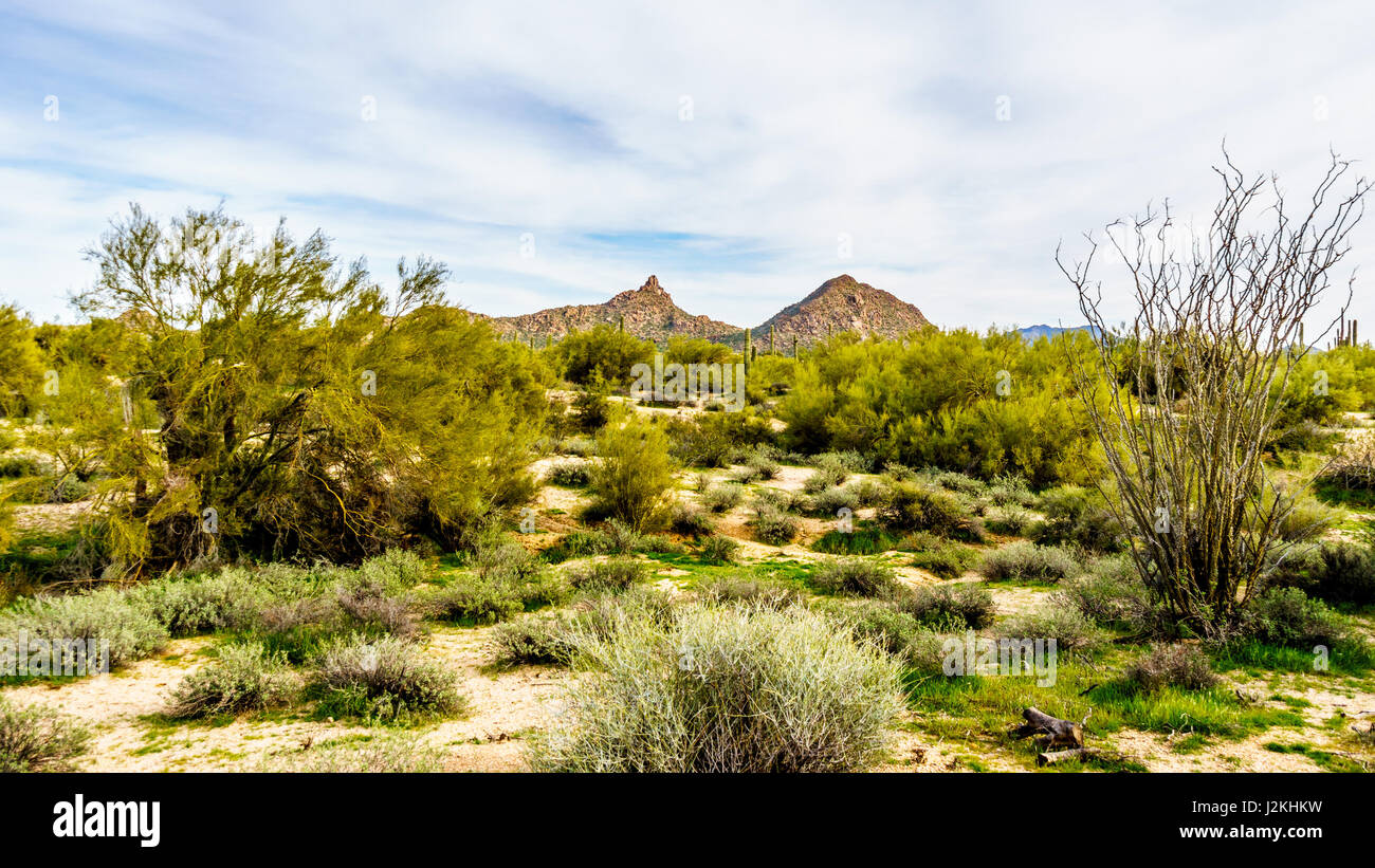 Un viaggio panoramico in giorno di viaggio nel deserto paesaggio di Tonto National Forest in Arizona, dove il verde delle foglie con il cactus Saguaro e canna abbondano cactus Foto Stock