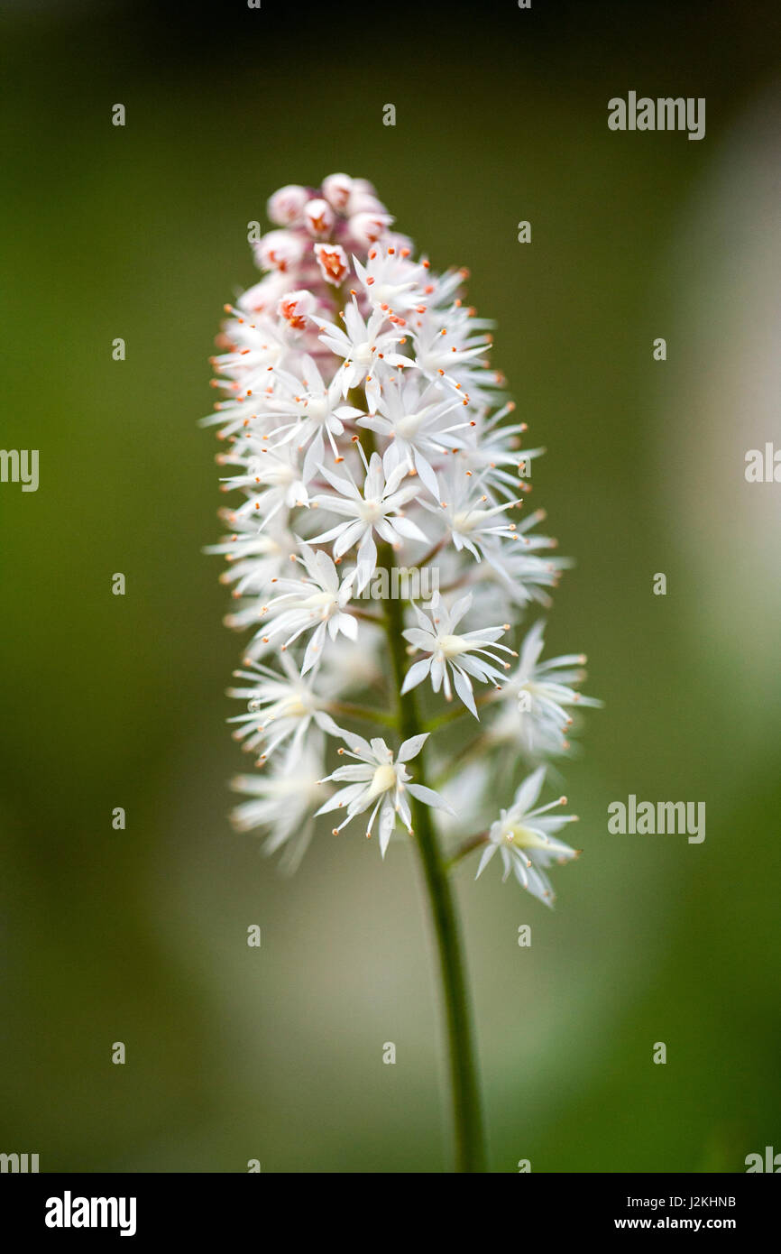 Foamflower (Tiarella cordifolia) Pisgah National Forest - Brevard, North Carolina, STATI UNITI D'AMERICA Foto Stock