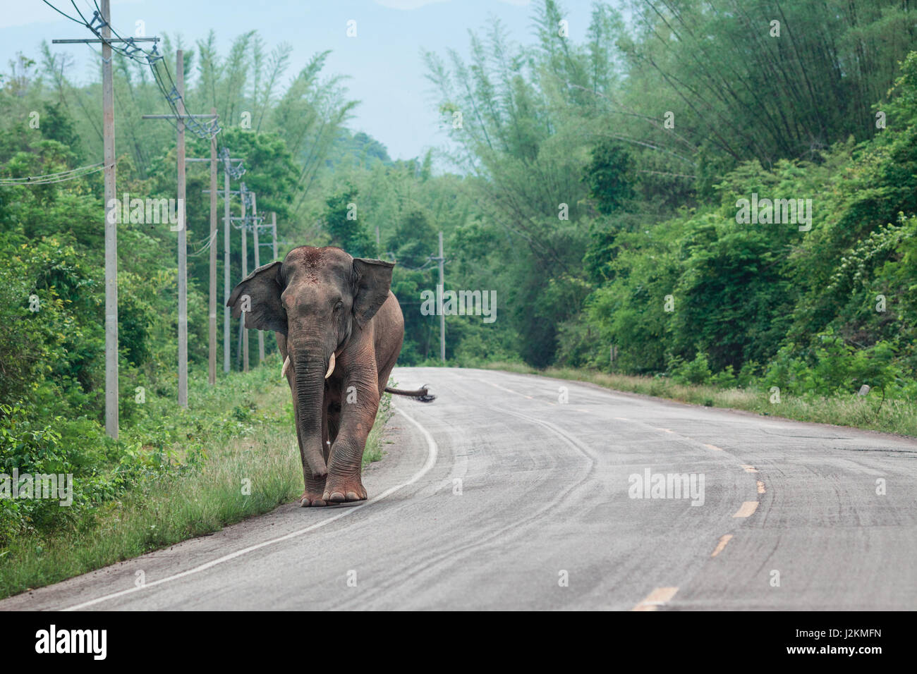 Wild elephant a piedi lungo la strada. Kaeng Krachan National Park, Thailandia. Foto Stock